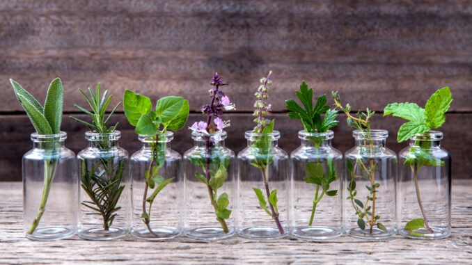 10-Herbs-You-Can-Grow-Indoors-In-Jars-Of-Water.jpg