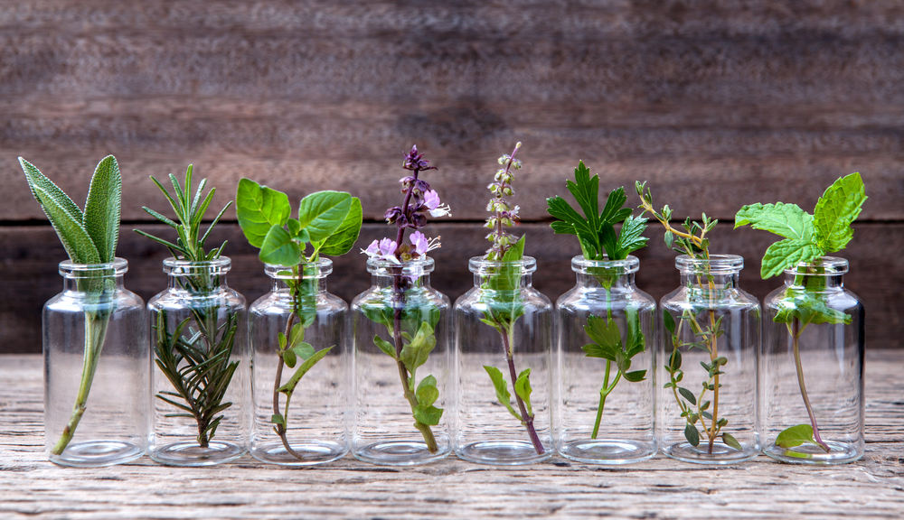 10 Herbs You Can Grow Indoors In Jars Of Water All Year Round
