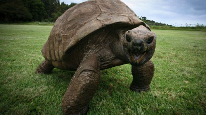 1643263458_Meet-Jonathan-The-Oldest-Known-Animal-In-The-World.jpg