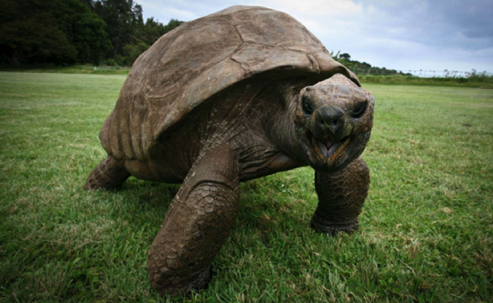 Meet Jonathan, The Oldest-Known Animal In The World