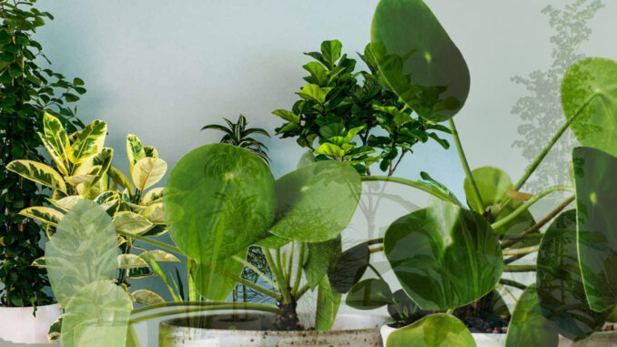 6-House-Plants-That-Produce-The-Most-Oxygen.jpg