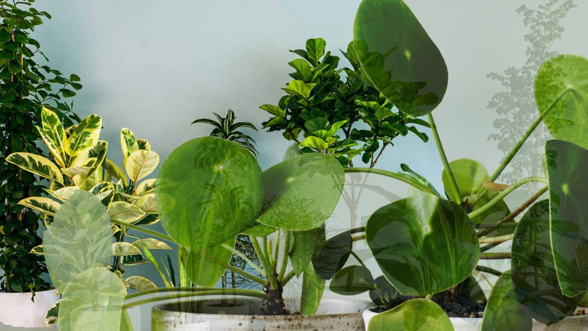 6 House Plants That Produce The Most Oxygen