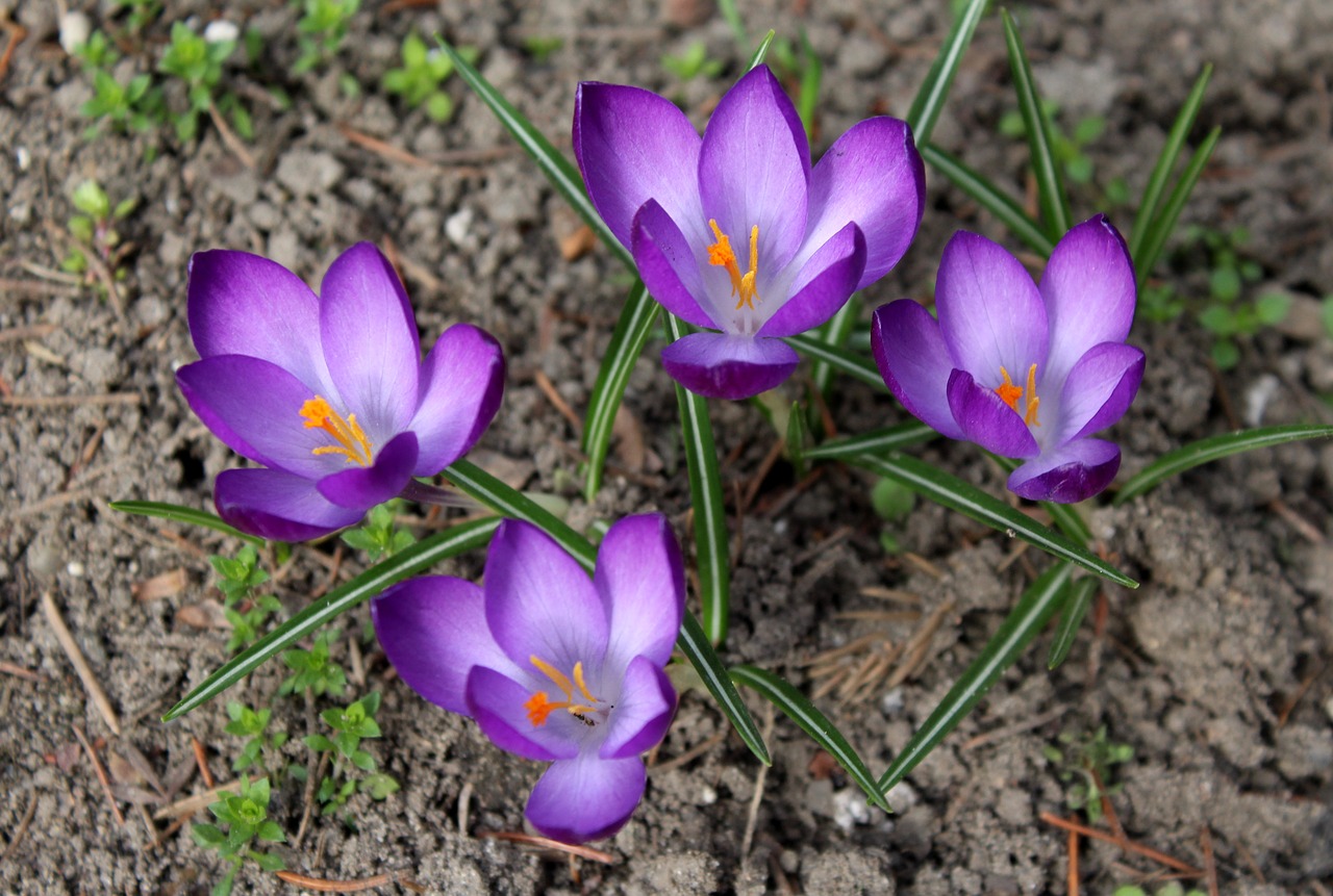 saffron flower