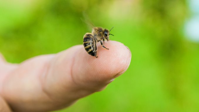 Dad-Dies-at-35-After-Bee-Sting-Leads-to-Brain.jpg